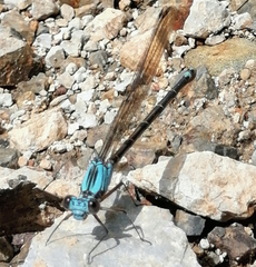 Argia funcki