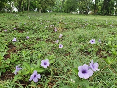 Ruellia tuberosa