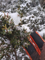 Podocarpus lawrencei