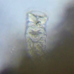 Ptygura agassizi