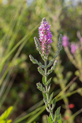 Lythrum salicaria