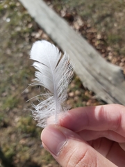 Chroicocephalus novaehollandiae