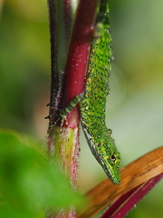 Anolis gemmosus