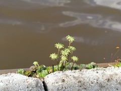 Marchantia polymorpha ruderalis