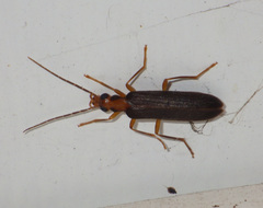Nacerdes carniolica