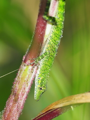 Anolis gemmosus