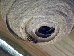 Dolichovespula arenaria