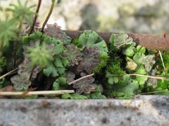 Marchantia polymorpha ruderalis