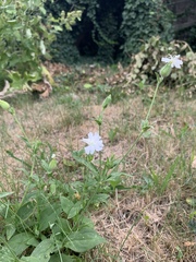 Silene latifolia