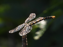 Onychogomphus uncatus
