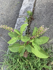 Phytolacca americana