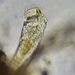 Ptygura agassizi