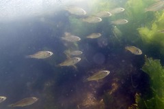 Cymatogaster aggregata