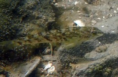 Hexagrammos stelleri