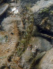 Hexagrammos stelleri