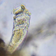 Ptygura agassizi
