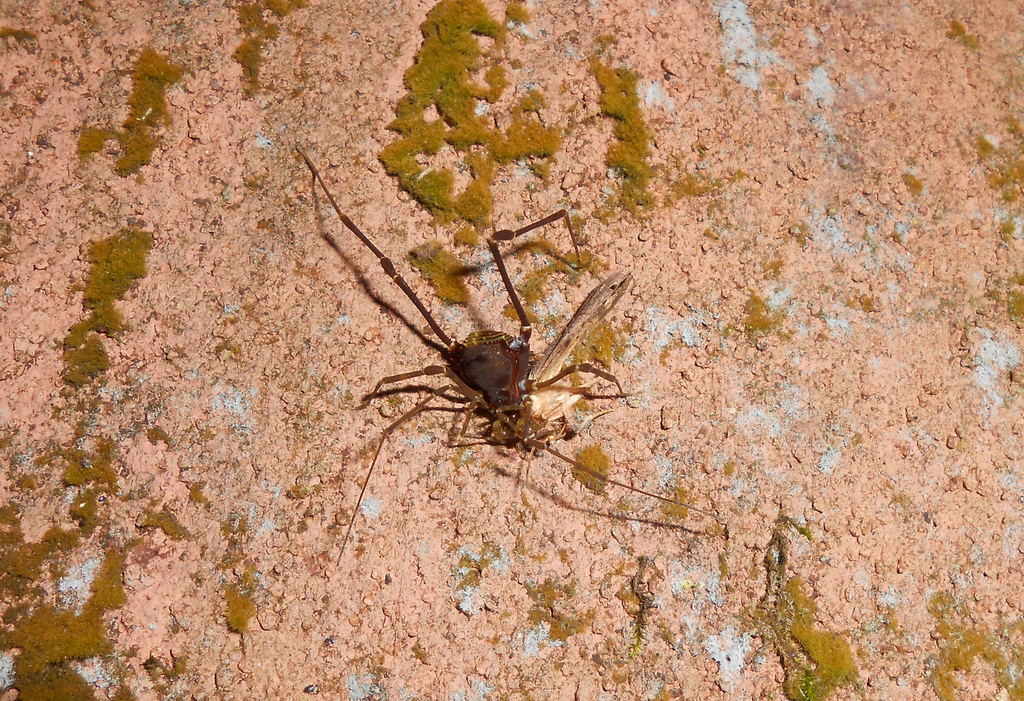 daddy longlegs