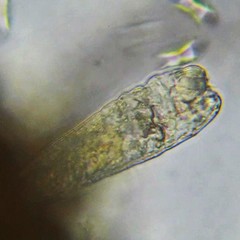 Ptygura agassizi