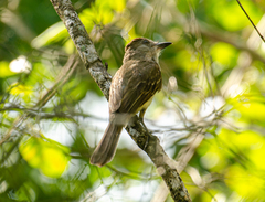 Myiarchus yucatanensis