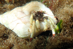 Pagurus beringanus