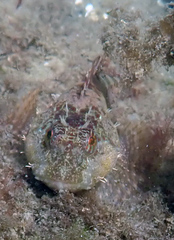 Artedius harringtoni