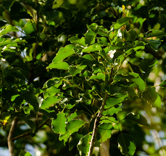 Metopium brownei