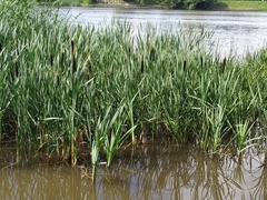 Typha latifolia