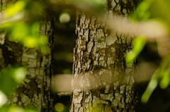 Metopium brownei