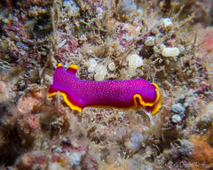 Pseudoceros ferrugineus