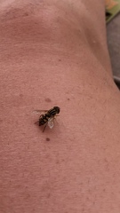 Parhelophilus integer