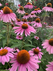 Echinacea