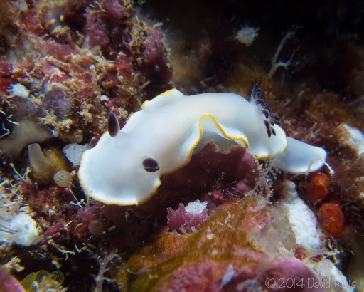 Scott Johnson's Nudibranch
