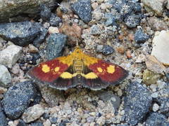 Pyrausta falcatalis