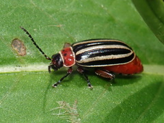 Disonycha procera