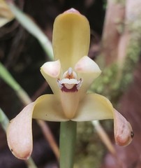 Maxillaria porrecta