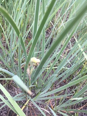 Iris missouriensis