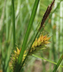 Carex exsiccata