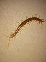 Scolopendra polymorpha