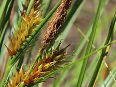 Carex exsiccata