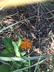 Agoseris aurantiaca