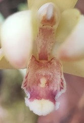 Maxillaria porrecta