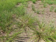 Carex exsiccata