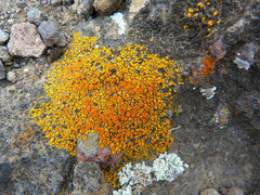 Polycauliona bolacina