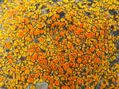 Polycauliona bolacina