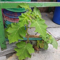 Solanum myriacanthum