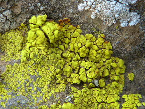 Yellow Cobblestone Lichen