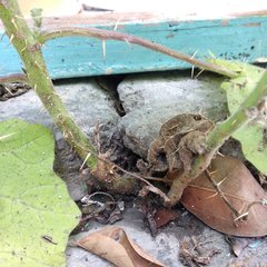 Solanum myriacanthum