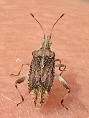 Harmostes fraterculus