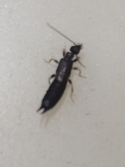 Euborellia annulipes