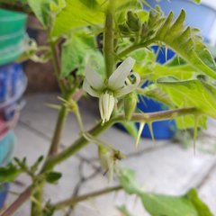 Solanum myriacanthum